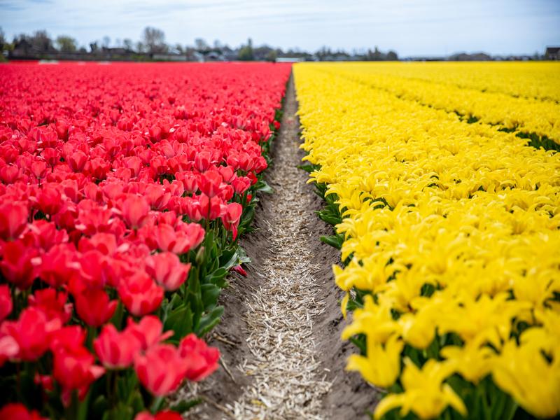 Flower fields around Lisse